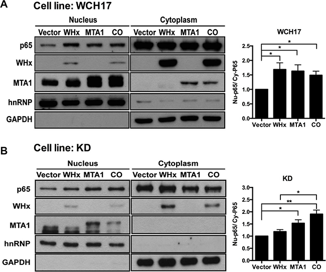 Wk-MTA1 plays an essential role in WHx-induced wk-NF-&#x03BA;B activation.