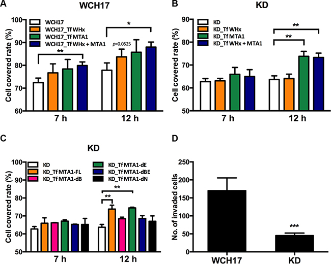 Wk-MTA1 enhances cell motility and promotes tumor cell invasiveness.