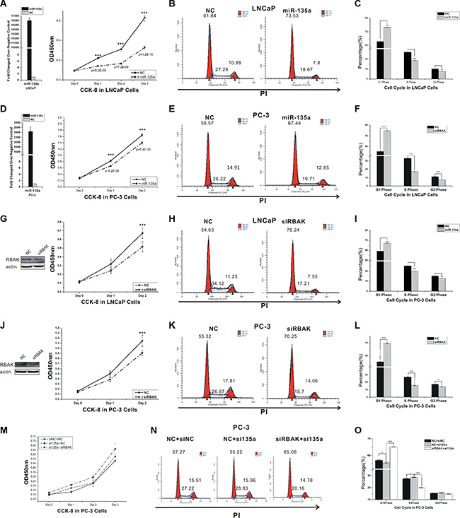 MiR-135a inhibits cell proliferation and cell cycle by targeting and suppressing RBAK.