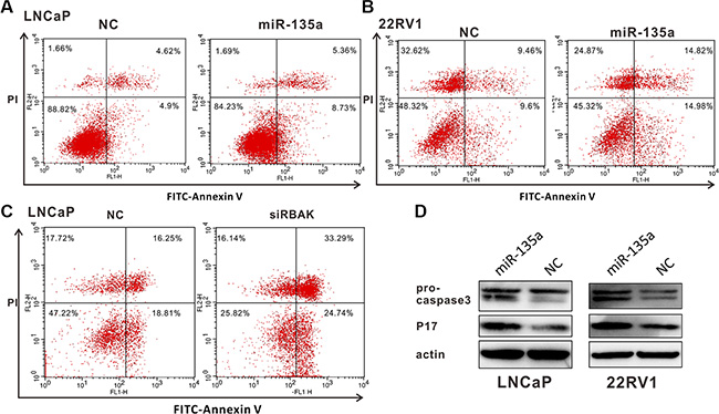 MiR-135a induced apoptosis of PCa cells by targeting and suppressing RBAK.