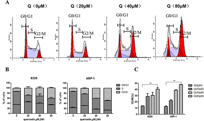 Cell cycle of MM cells treated with quercetin.