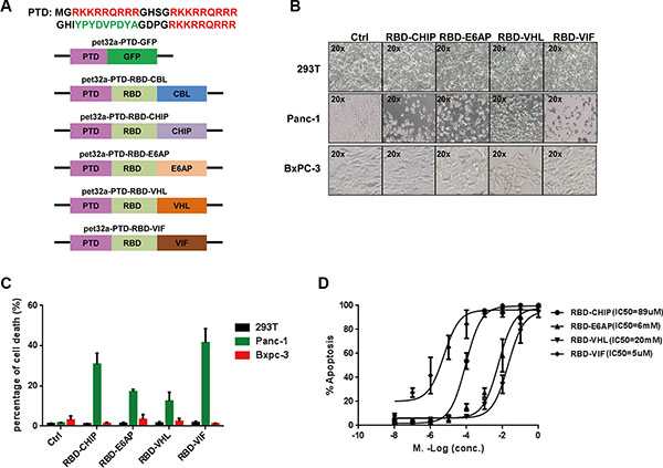 Purified chimeric proteins induce cell death in tumor cell lines.