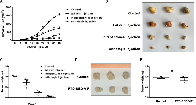 Comparison of PTD-RBD-VIF with different ways of administrations in nude mice.