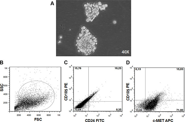 RCC stem cells.