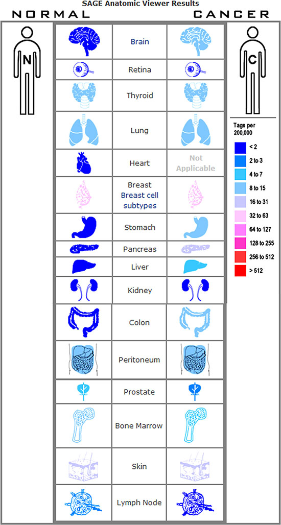 Expression profile for CD44 in human cancers found by the SAGE DGED.