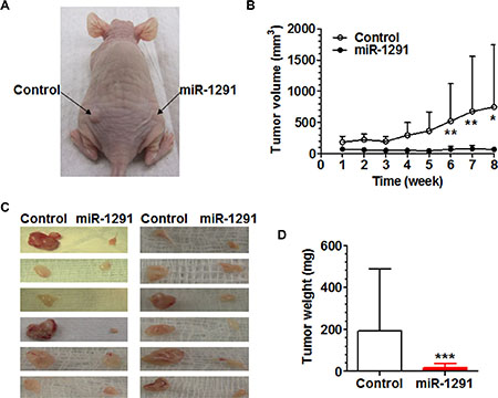 miR-1291 suppresses the tumorigenicity of PANC-1 cells in xenograft tumor mouse models.