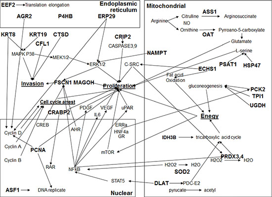 The network of interactions among miR-1291-modualted proteins.