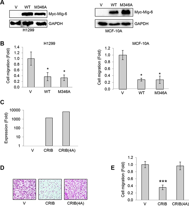 Inhibition of Cdc42 is essential for Mig-6 suppression of cell 