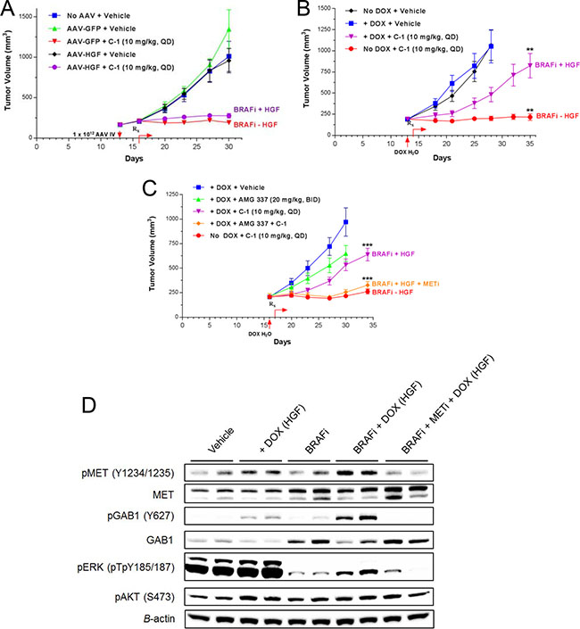 MAPK pathway inhibition induces MET and GAB1 levels 