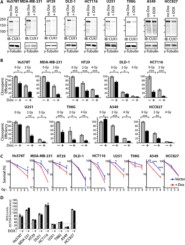The DNA repair function of CUX1 contributes to radioresistance 