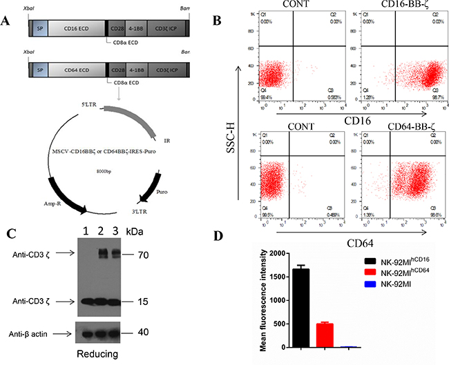 Gene-modified NK-92MI cells expressing a chimeric CD16-BB-ζ or CD64-BB ...