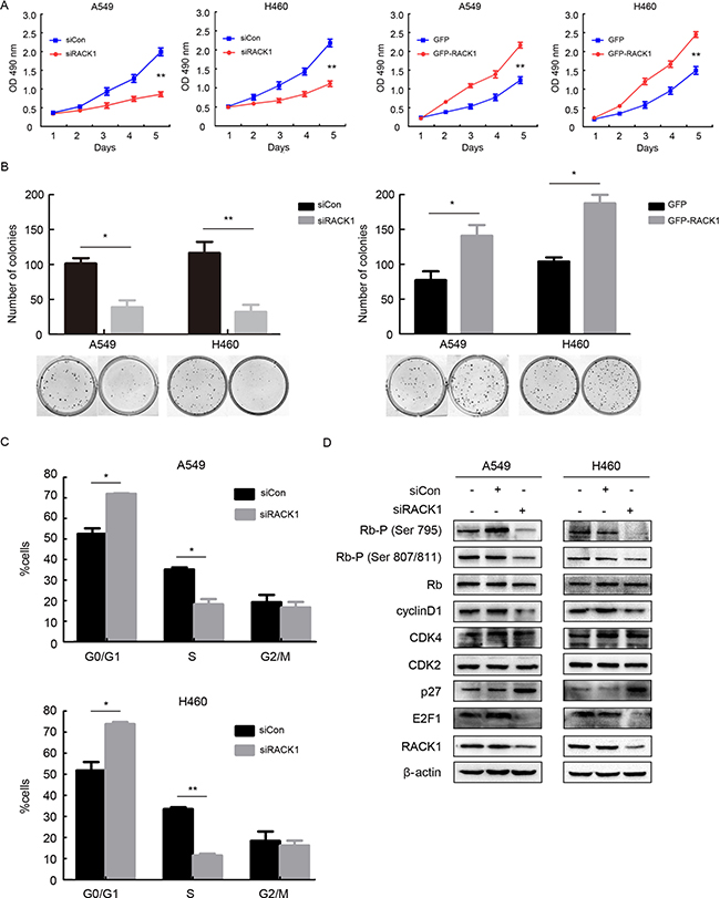 Human T-lymphotropic virus type-1 p30 alters cell cycle G2 
