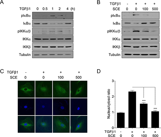 Tempol inhibited intermittent hypoxia-induced activation 