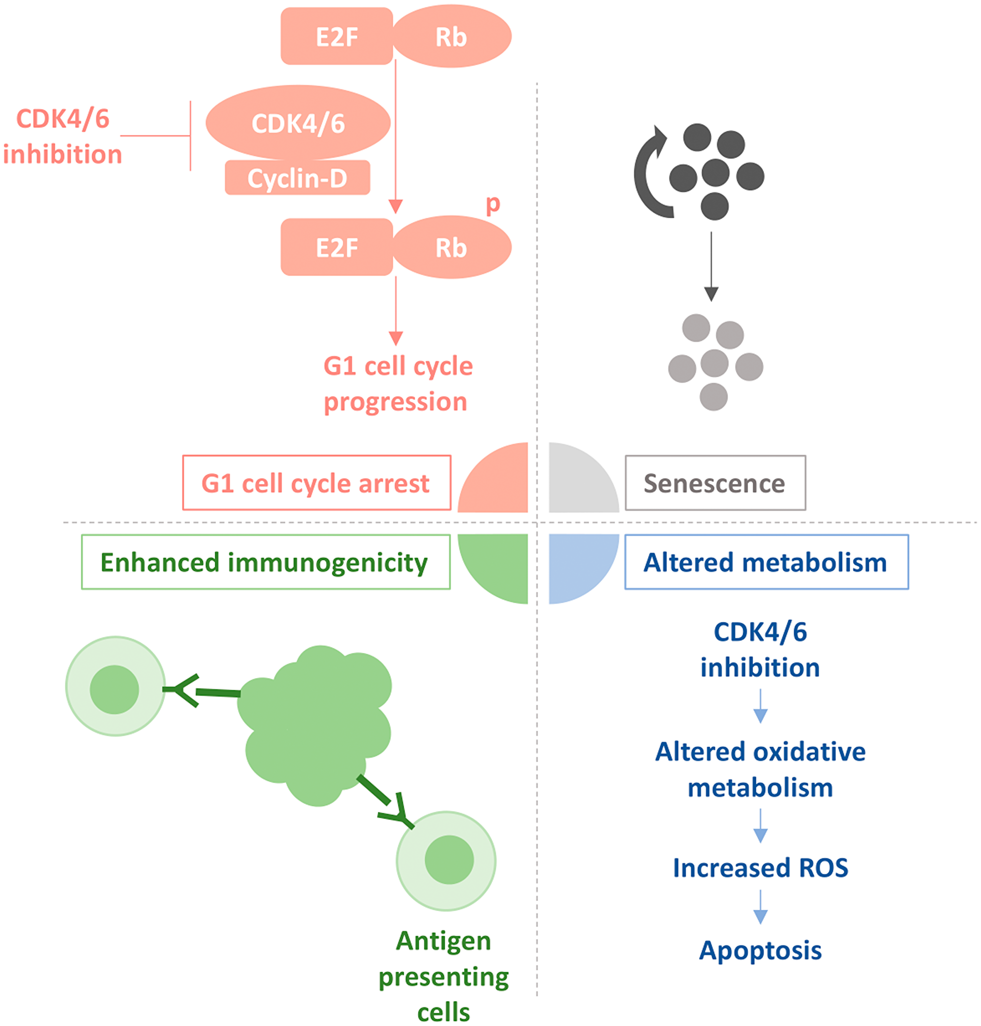 Frontiers | Molecular Mechanisms and Emerging Therapeutic 