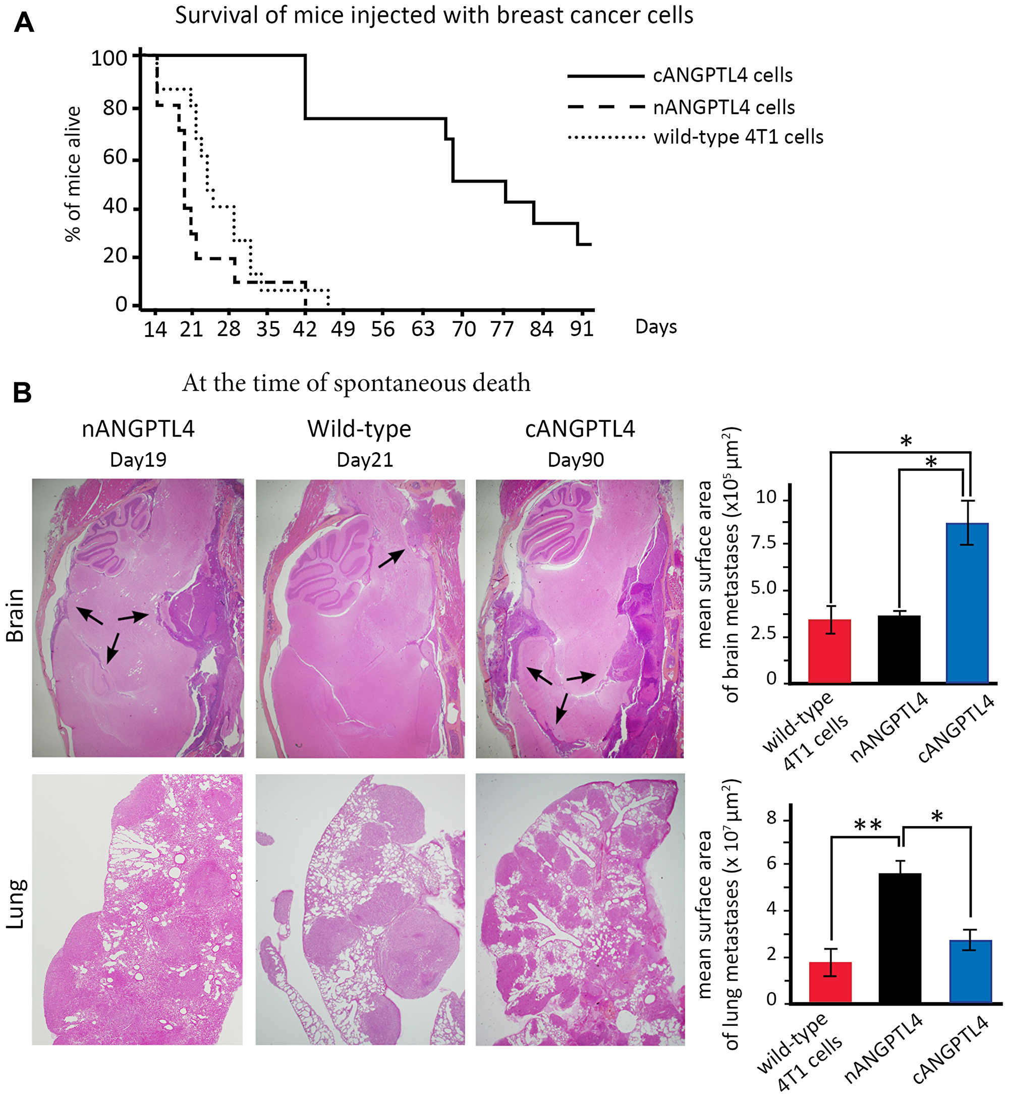 HIF-1-dependent expression of angiopoietin-like 4 and 