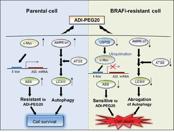 ADI-PEG20 impairs mitochondrial function. (A) Autophagy 