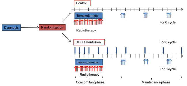 Phase III randomized trial of autologous cytokine-induced killer