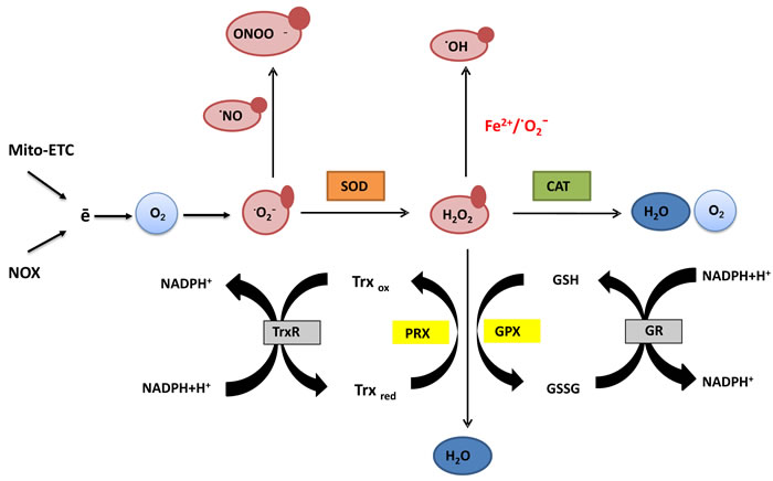 トータルアップ Inhibition of cancer antioxidant defense by natural compounds