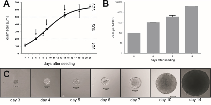 Induction of hypoxia and necrosis in multicellular tumor spheroids