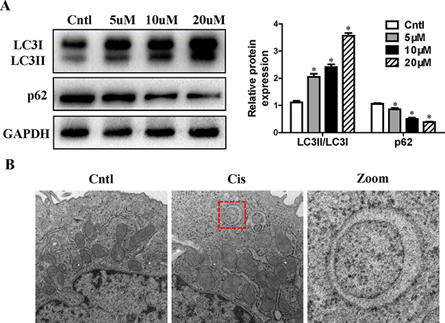 Drp1-dependent mitophagy protects against cisplatin-induced