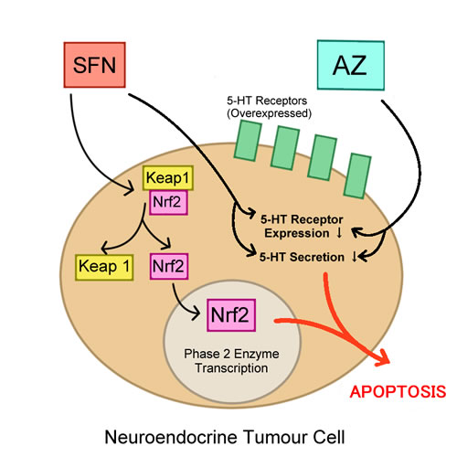 glutathione breast cancer cell growth Frontiers