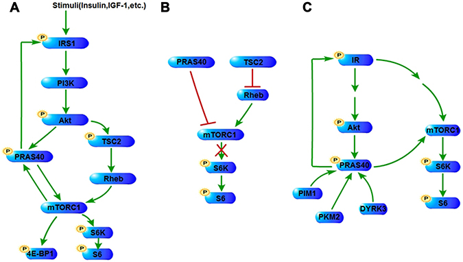 PRAS40 signaling in tumor | Oncotarget