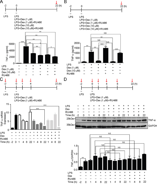 Suppression of LPSinduced inflammatory responses by the hydroxyl groups ...