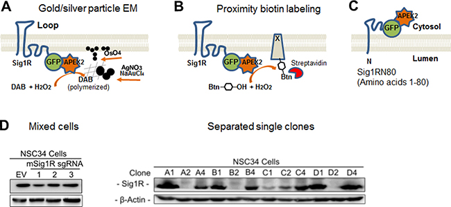 APEX2-enhanced electron microscopy distinguishes sigma-1 receptor