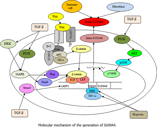 S100A4 in cancer progression and metastasis: A systematic review