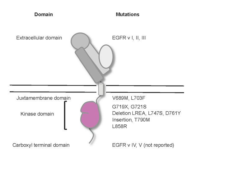 EGFRmutated lung cancer: a paradigm of molecular oncology | Oncotarget