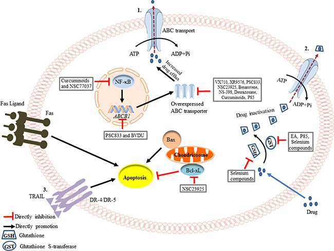 how does glutathione-s-transferase cause drug resistance in cancer cells Novel strategies to prevent the development of multidrug (MDR) Join a Club | Els PW 19070 Bottles:10 bottles