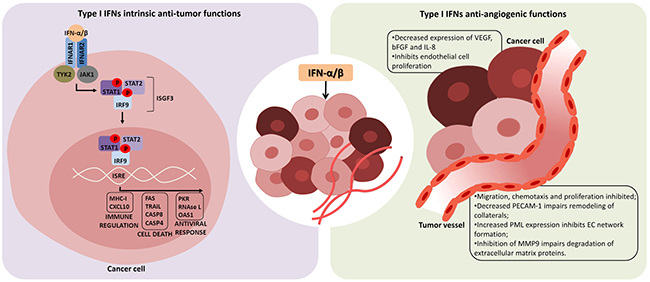 Immunomodulatory and antitumor effects of type I interferons and their application in cancer therapy | Oncotarget (via www.oncotarget.com)