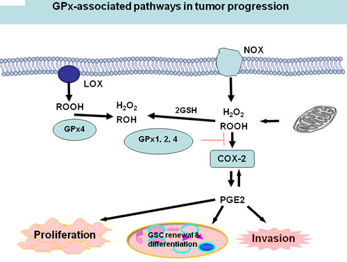 glutathione vs glutathione peroxidase Glutathione peroxidases as oncotargets