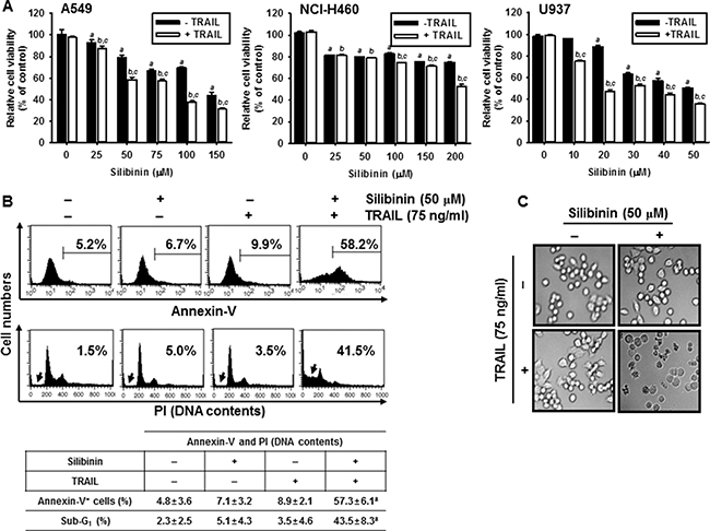 Silibinin Sensitizes TRAIL mediated Apoptosis By Upregulating DR5 