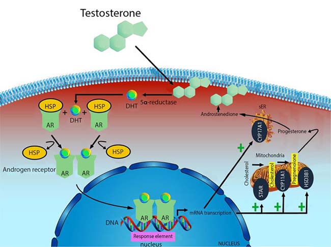 l-carnitine androgen receptor upregulation mechanism L-Carnitina: o que é e para que serve?