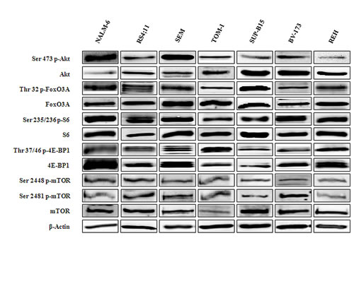 Activity of the novel mTOR inhibitor Torin-2 in B-precursor acute ...
