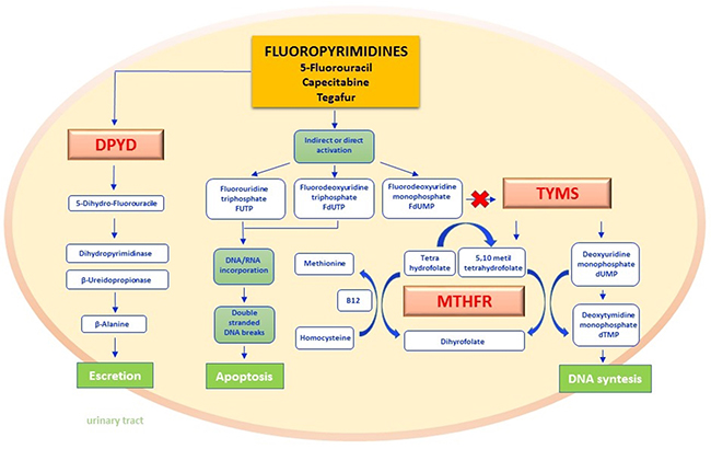 acetyl glutathione half life A mathematical model of glutathione metabolism | Theoretical Biology and  Medical Modelling