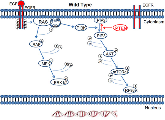 BRAF vs RAS oncogenes: Are mutations of the same pathway equal
