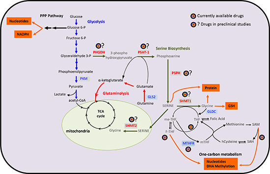 その他 yang Bioinformatics analysis of the serine and glycine pathway in