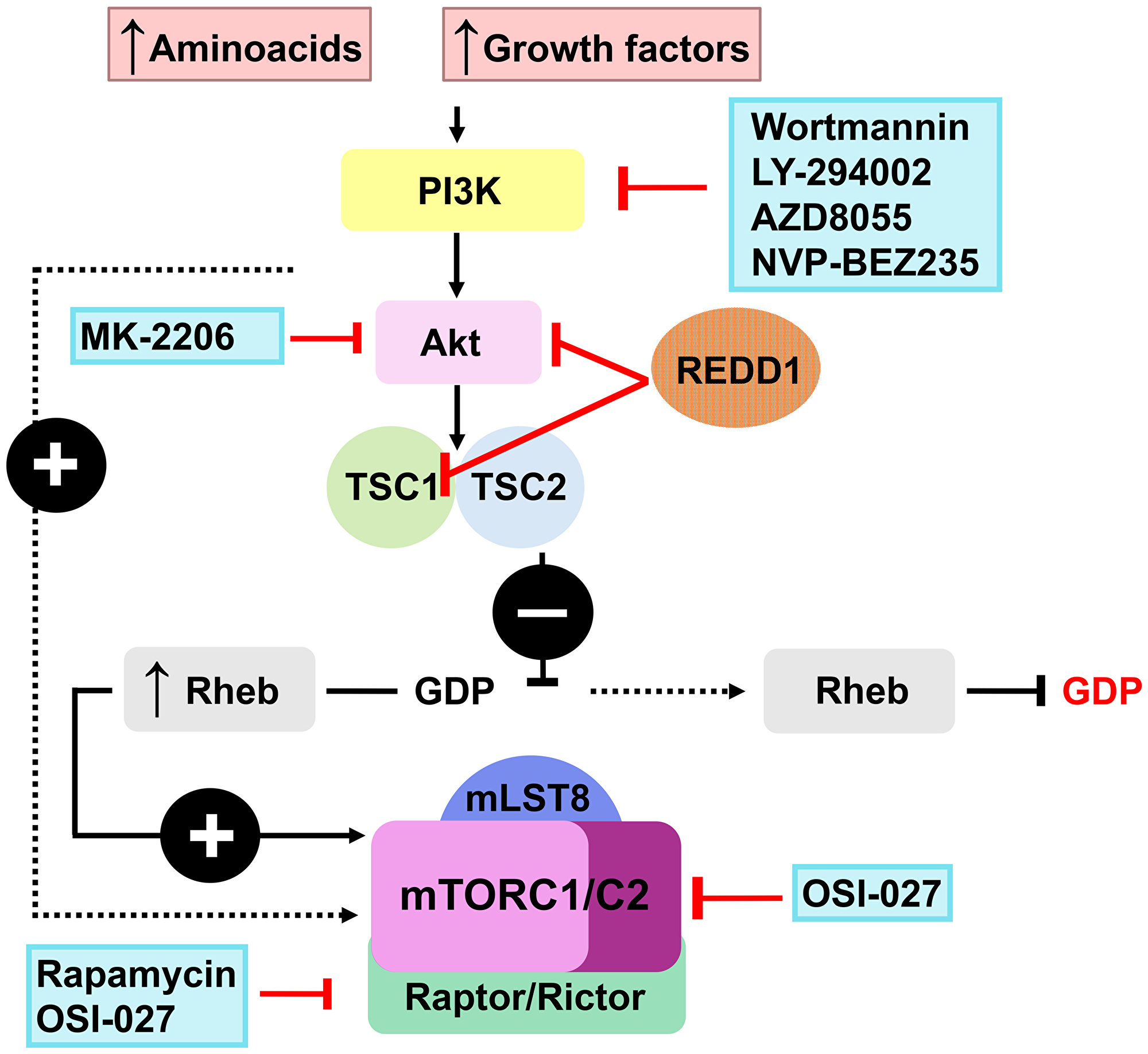 The long winding road to the safer glucocorticoid receptor (GR