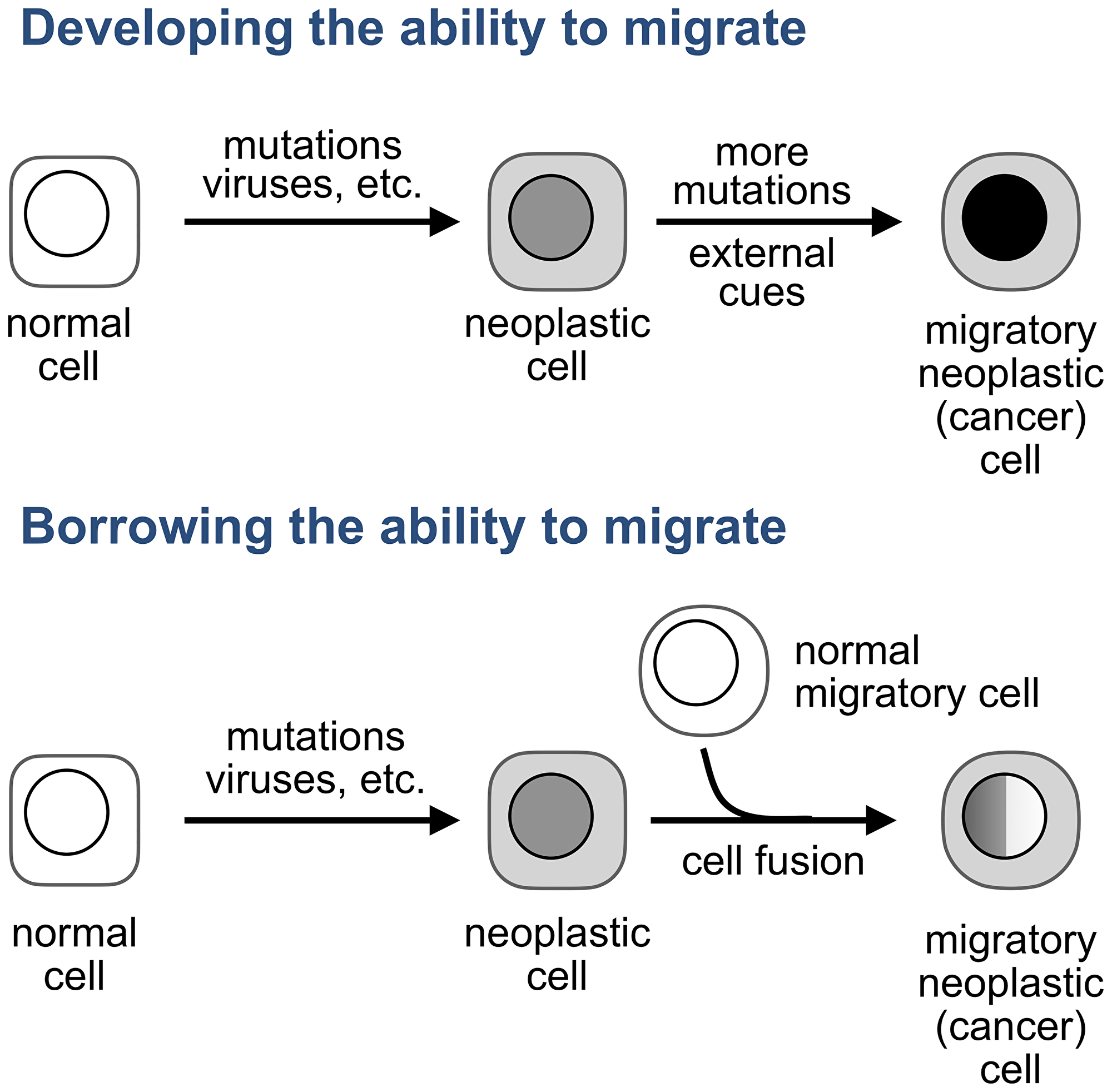 Adopted neoplastic cells and the consequences of their existence