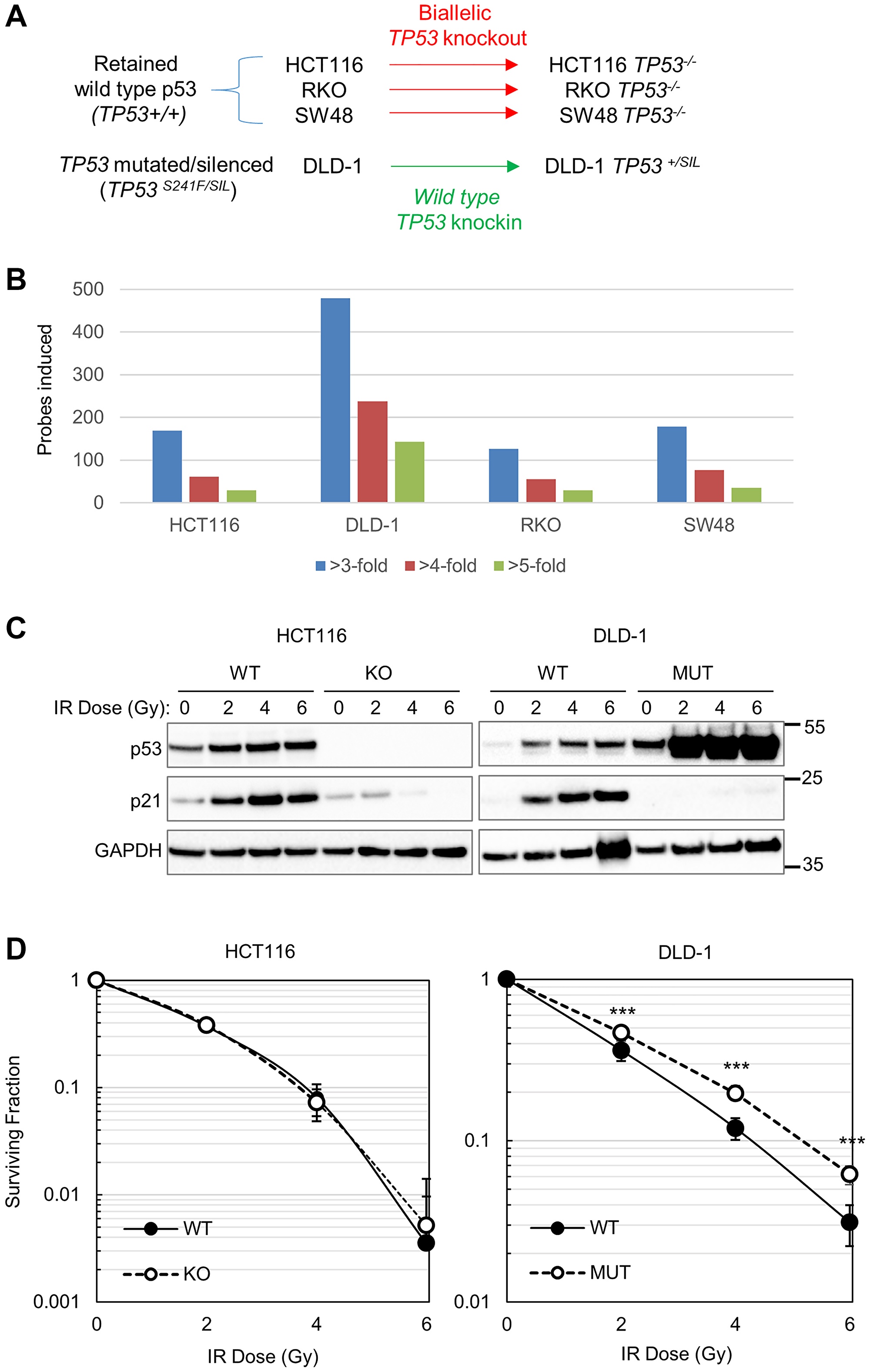 Robust p53 phenotypes and prospective downstream targets in