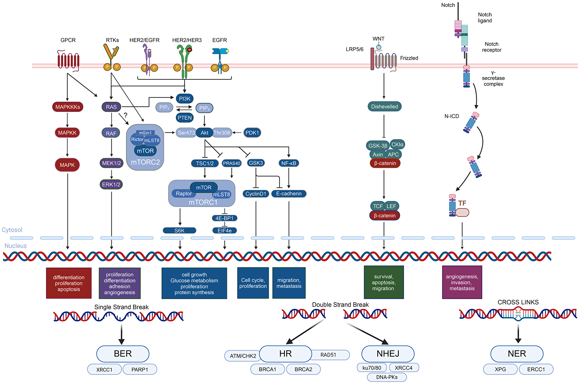 Signaling pathway dysregulation in breast cancer | Oncotarget