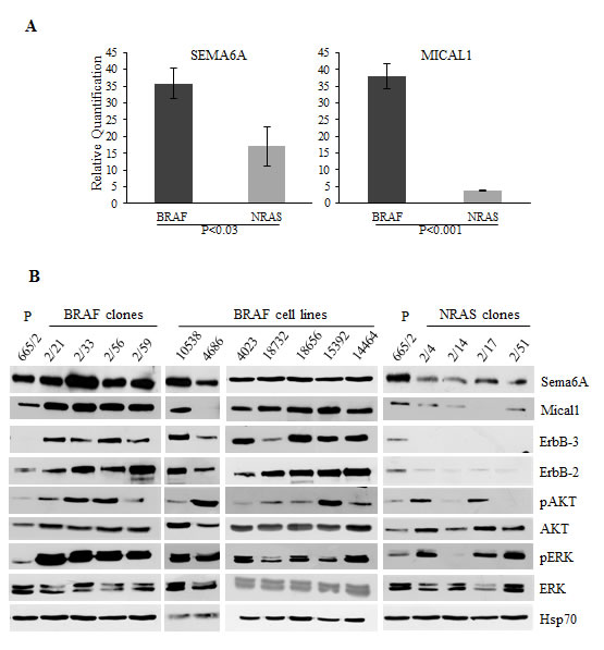 Sema6A and Mical1 control cell growth and survival of BRAFV600E human ...