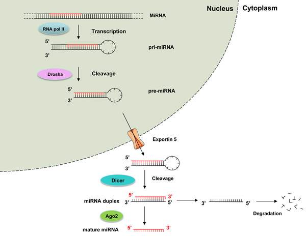 RASMAPK pathway epigenetic activation in cancer: miRNAs in action