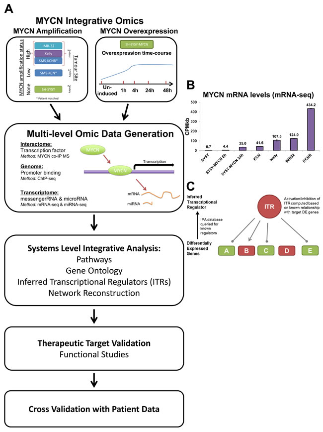 田中 Integrative omics reveals MYCN as a global suppressor of cellular