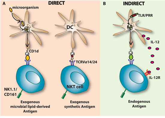 Does an NKTcellbased immunotherapeutic approach have a future in