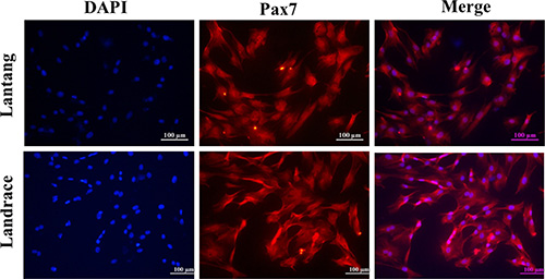 kpv and bpc 157 together tb-500 vs bpc-157 differences Recovery Peptide Blend (BPC-157 / TB-500 / KPV) in Houston kpv and bpc 157 together tb-500 vs bpc-157 differences Recovery Peptide Blend (BPC-157 / TB-500 / KPV) in Houston
